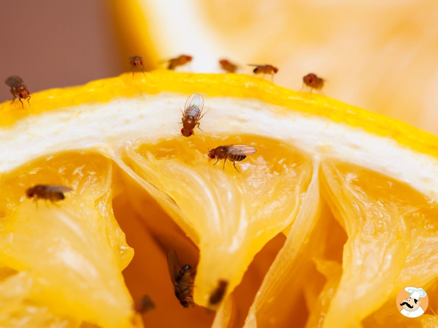 I trucchi infallibili per dire addio ai moscerini in cucina!