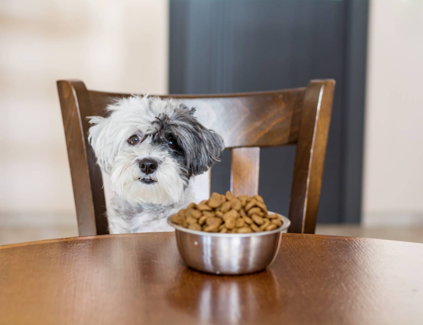 5 segnali che indicano che il vostro cane potrebbe avere un'allergia alimentare. Attenzione!