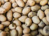 Patate germogliate: è pericoloso mangiarle?