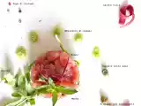 Ricetta Tartare di tonno, menta e pepe di sichuan, con capperi ed emulsione al wasabi