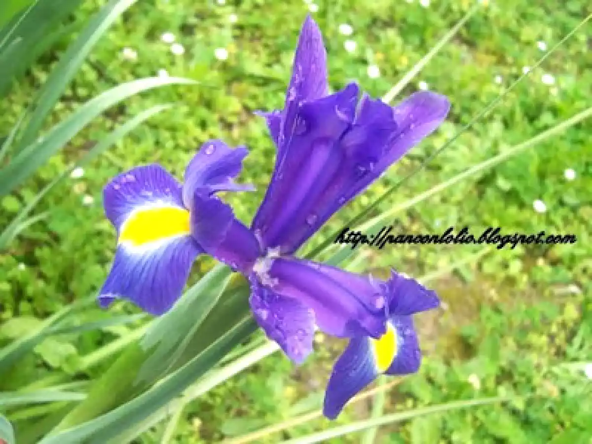 Bocconcini di pollo con avocado e ananas e assaggio di primavera - foto 4