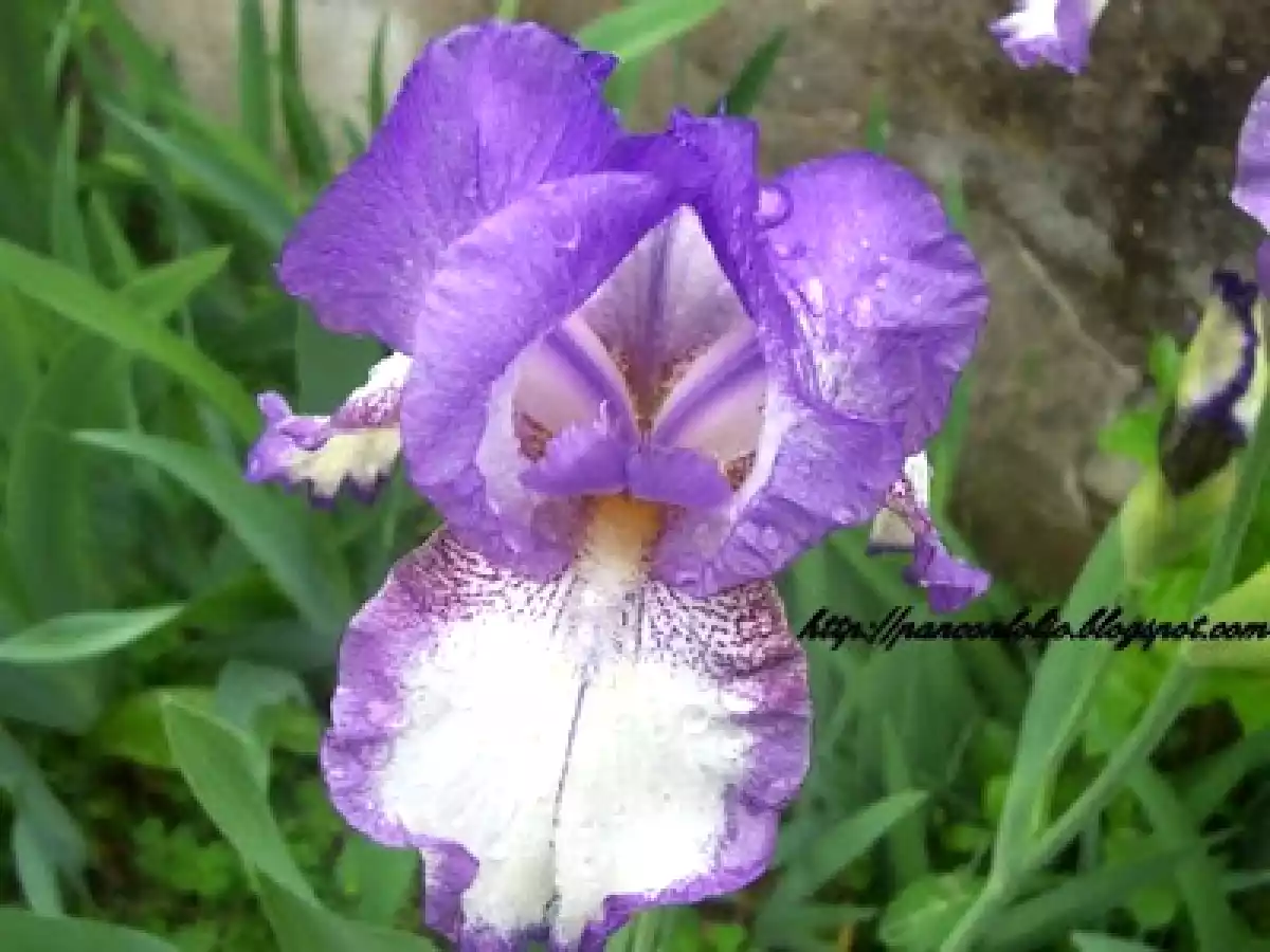 Bocconcini di pollo con avocado e ananas e assaggio di primavera - foto 6