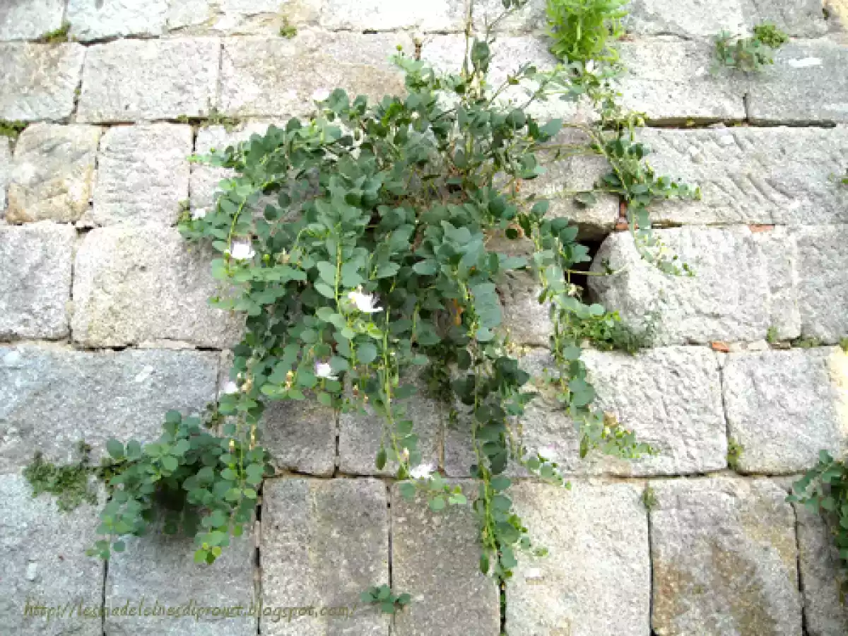 L'Isola d'Elba e Gli spiedini di alici. - foto 7