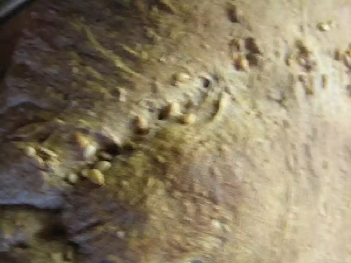 PANE SEMINTEGRALE CON LA MACCHINA DEL PANE E IL LIEVITO MADRE - foto 2