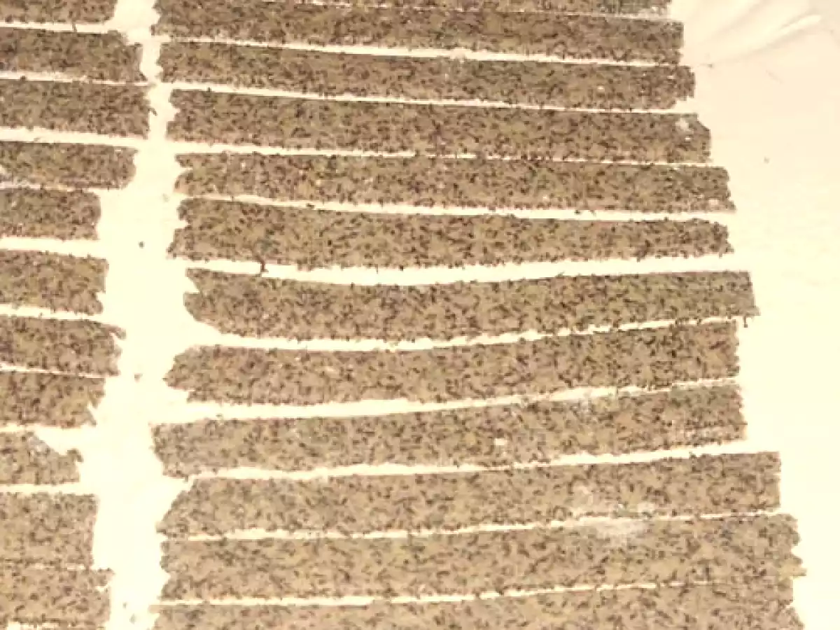 pizzoccheri alla valtellinese - foto 2