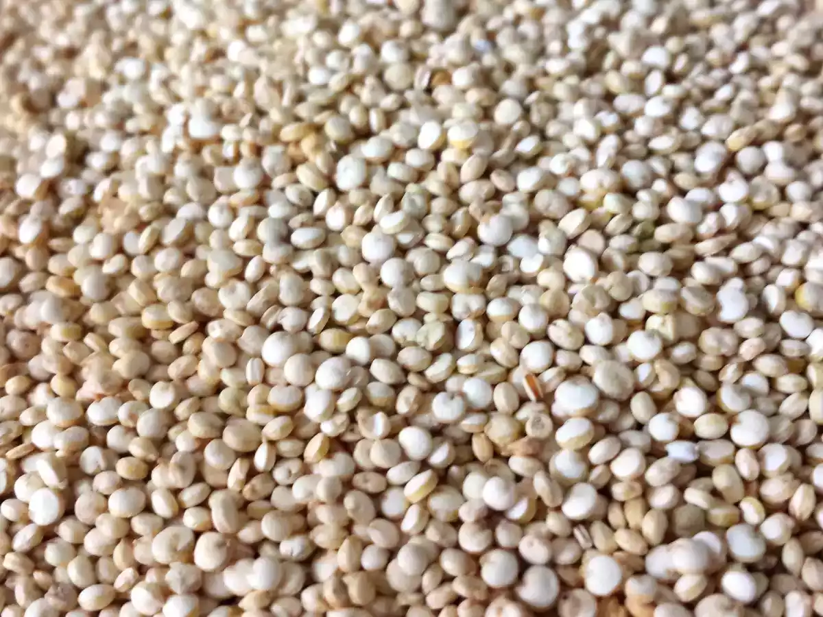 Polpette di quinoa e porcini - foto 3