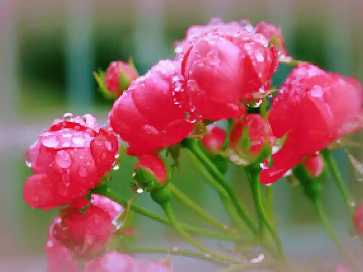 SFOGLIATINE ALLA MARMELLATA - foto 3