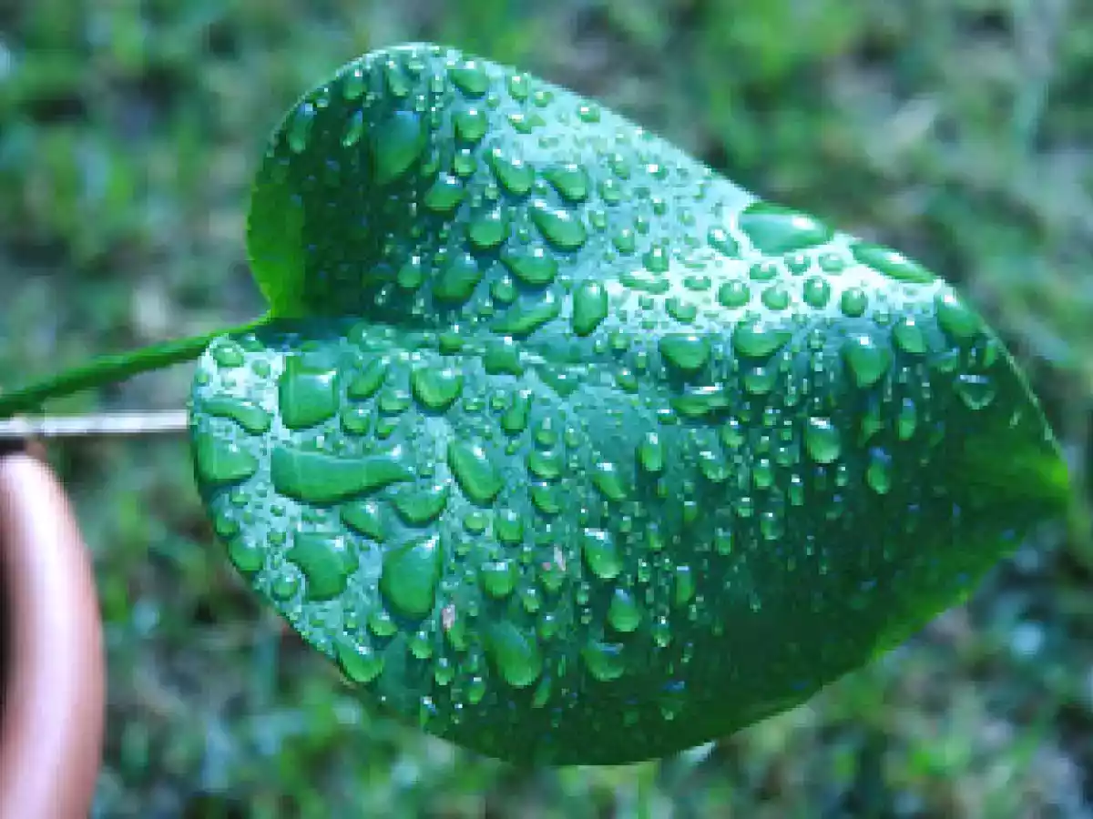 SFOGLIATINE ALLA MARMELLATA - foto 4
