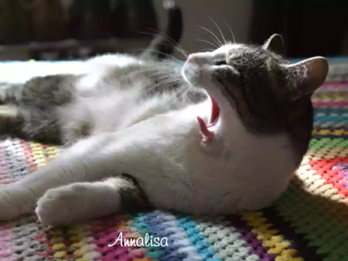 STASERA CUCINO IO - foto 5