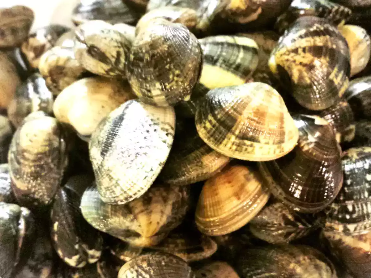 Zuppa di ceci e vongole al profumo di rosmarino - foto 2